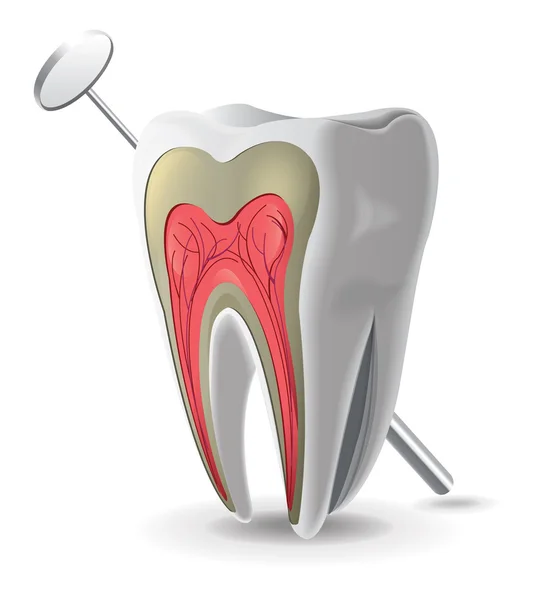 Struttura del dente — Vettoriale Stock