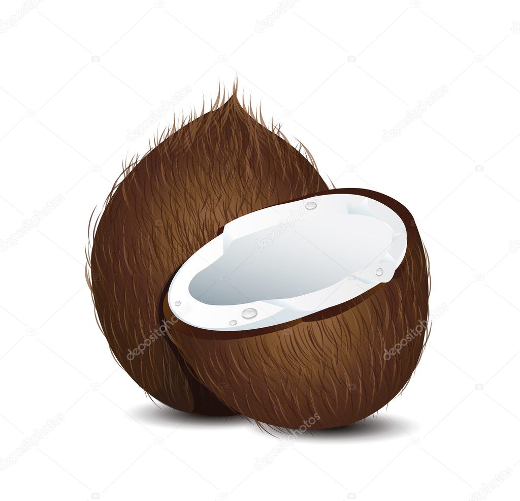 Coconut — Stock Vector © magurok5 #28580981