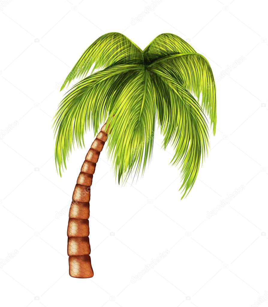 Palmera vector, gráfico vectorial © magurok5 imagen #41485141