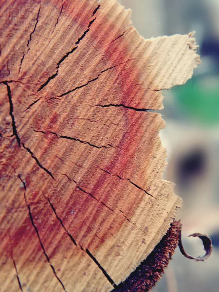 daireler ve yıllık halkalar ile ahşap yapı