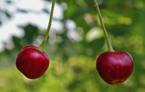 Summer Cherry grows — Stock Photo, Image