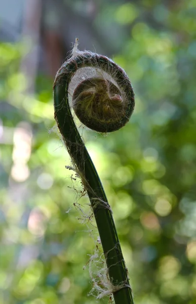 Nya spira — Stockfoto