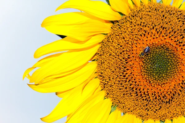 Girasol con una abeja en el fondo azul —  Fotos de Stock