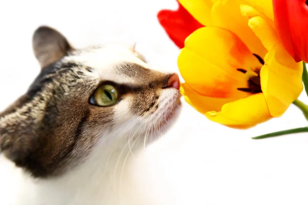Nice cat smelling tulip — Stock Photo, Image