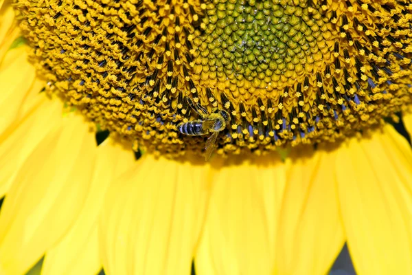 Пушистая пчела на подсолнухе — стоковое фото