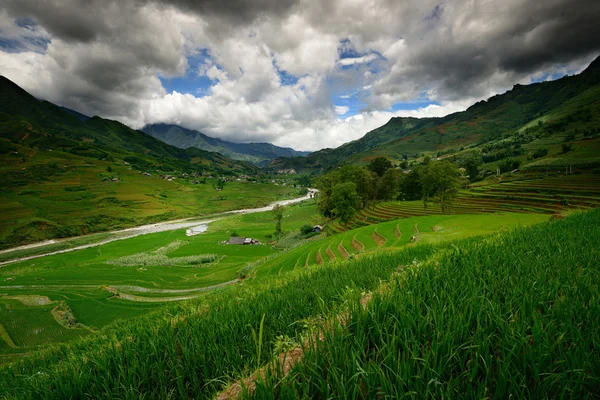 Rice terraces — Stock Photo, Image