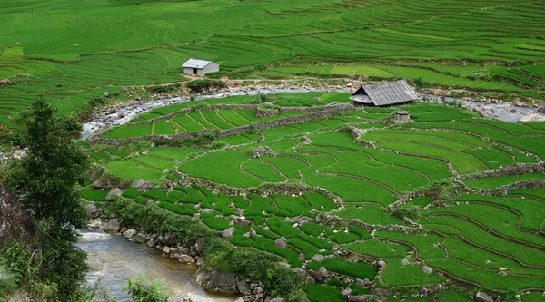 Green terraced maze — Stock Photo, Image