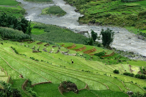 Terraços de arroz — Fotografia de Stock