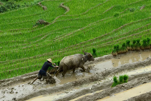 Adam ve manda pirinç terasları topraklarda pulluk pulluk — Stok fotoğraf