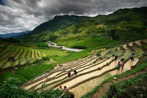 Residentes dos norte-vietnamitas que trabalham nos terraços de arroz n — Fotografia de Stock