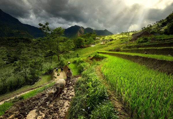 Villagers working on rice terraces — Stock Photo, Image