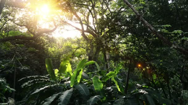 Orta Amerika'nın yeşil güneş ormanlarda — Stok video