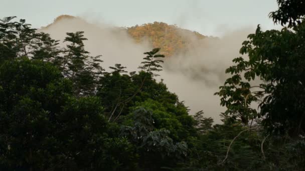 At sunset in the mountains, Pico Bonito National Park in Honduras, time lapse — Stock Video