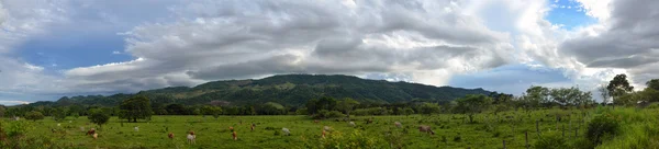 Vista panorámica del pastoreo en el fondo de las montañas verdes c — Foto de Stock