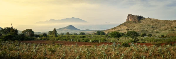 Vista panorâmica das montanhas de Agave ao fundo — Fotografia de Stock