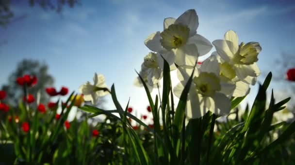 Narcissus bloemen en papavers op een achtergrond van de zon bij zonsondergang — Stockvideo