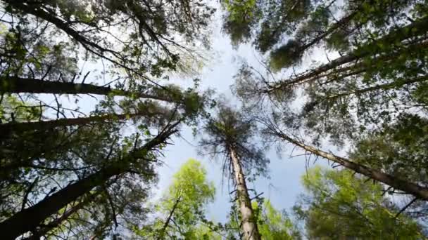 Vista de alto ângulo olhando para cima no topo do vento balançando pinheiros gigantes na floresta pura — Vídeo de Stock