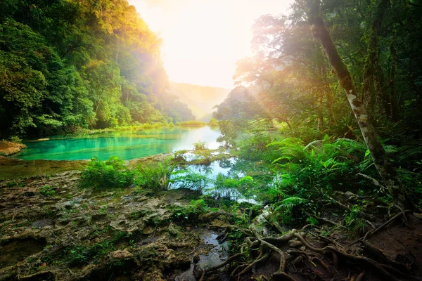 Mattina soleggiata nella giungla montuosa del parco nazionale Sem — Foto Stock