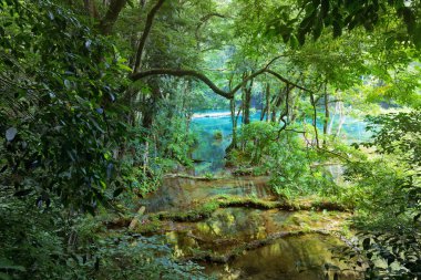 Wild Mayan jungle in the national park Semuc Champey Guatemala clipart