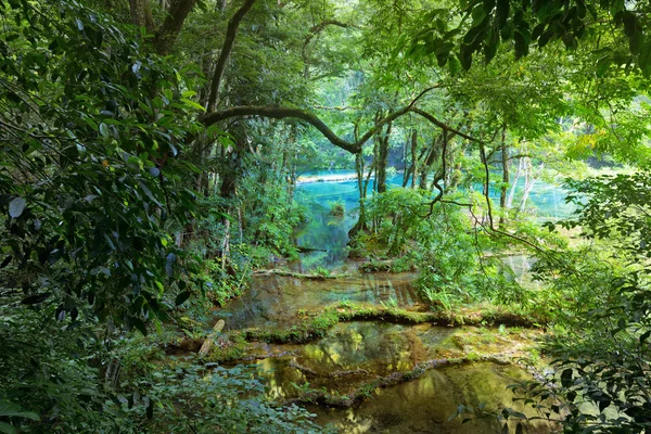 Selva Maia Selvagem no parque nacional Semuc Champey Guatemala — Fotografia de Stock