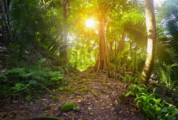 A dzsungelben a régészeti park Cebal, Guatemala — Stock Fotó