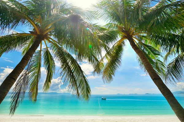 島の楽園 - 白い砂浜の上にぶら下がってのヤシの木 ロイヤリティフリーのストック写真
