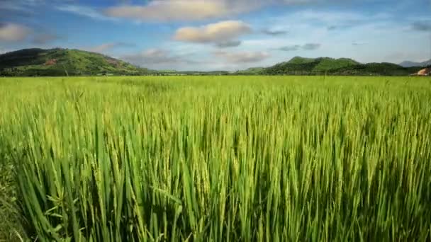 Landscape of a beautiful green field with rice stalks swaying in the wind. Vietnam. — Stock Video