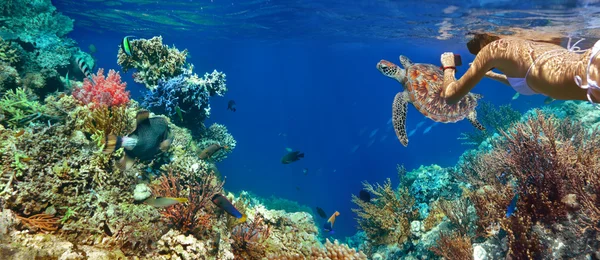 Onderwater panorama in een koraalrif met kleurrijke sealife — Stockfoto