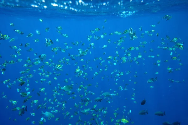 Molti mare di piccoli pesci alla luce del sole — Foto Stock