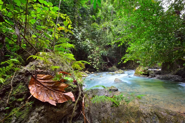 Tropical rainforest and river. — Stock Photo, Image