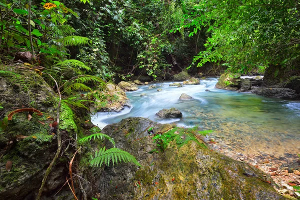 Forêt tropicale humide avec une rivière propre tourné longue exposition — Photo