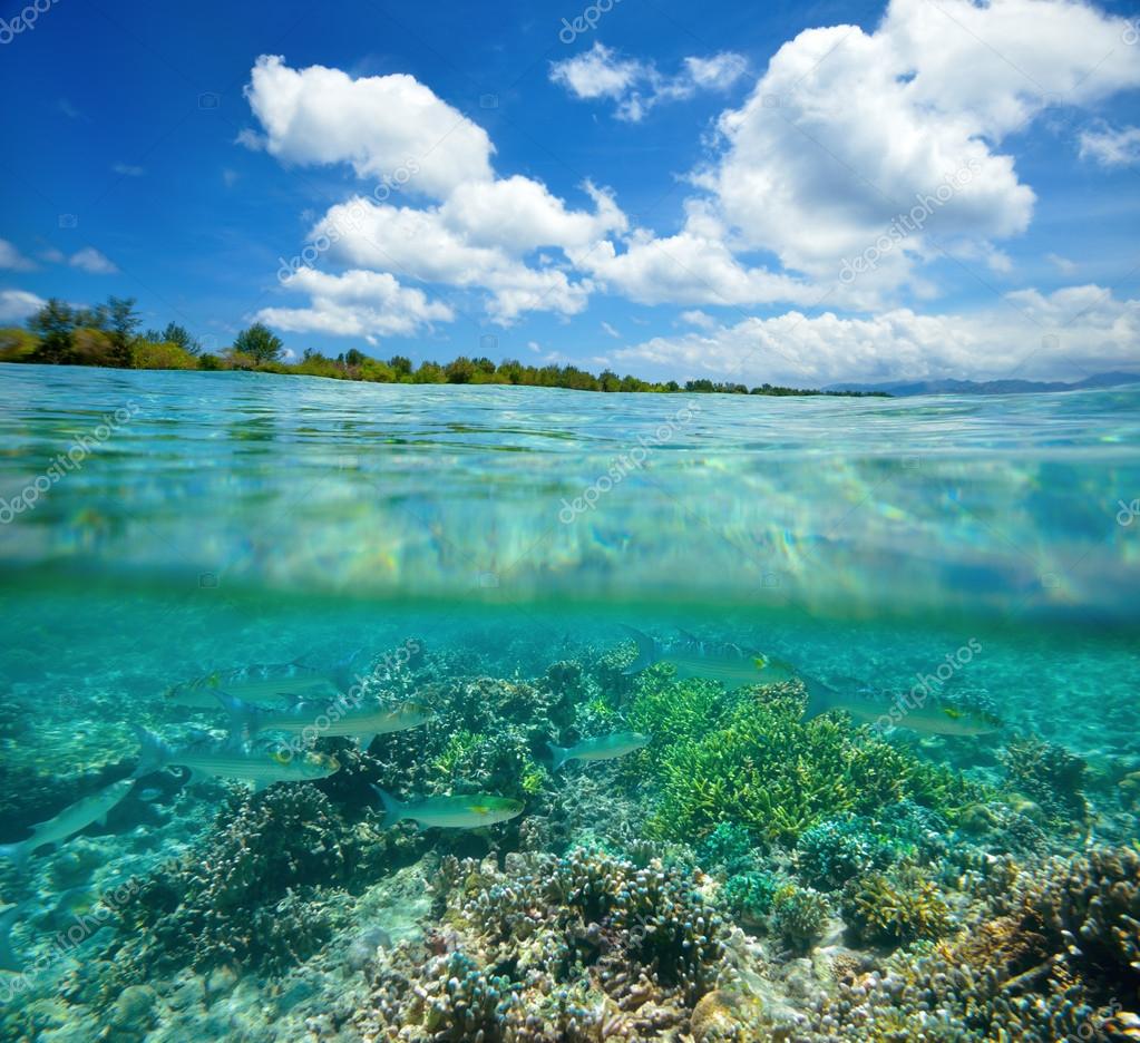 Coral reef with shoal of fish floating in the tropical sea — Stock