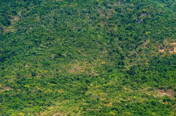 Vista desde lo alto de la selva tropical —  Fotos de Stock