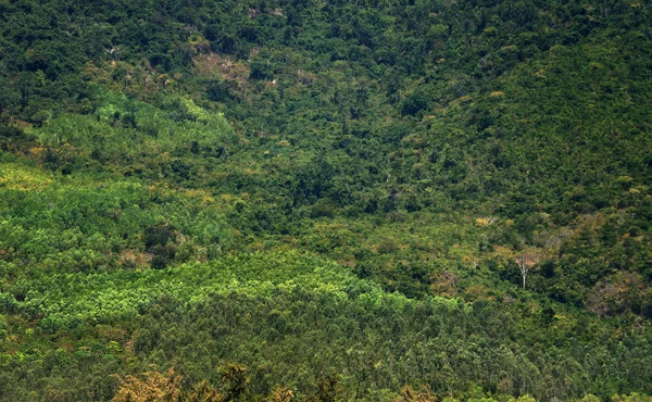 熱帯雨林の上からの眺め — ストック写真