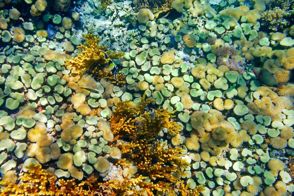 Colorata barriera corallina con coralli duri nella parte inferiore della s tropicale — Foto Stock