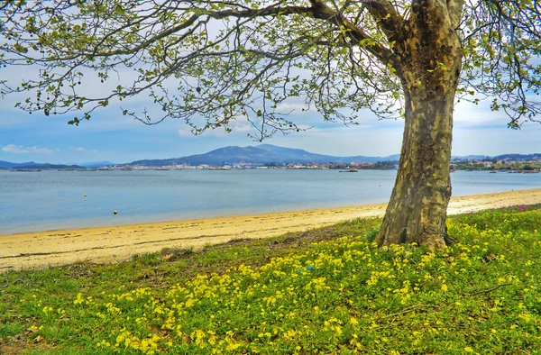 Piel de primavera —  Fotos de Stock