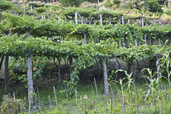 Cultivo plantado de la vid — Foto de Stock