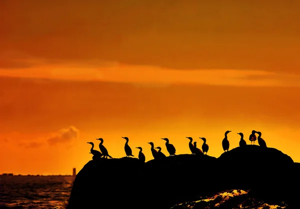 Cormoranes al atardecer — Foto de Stock