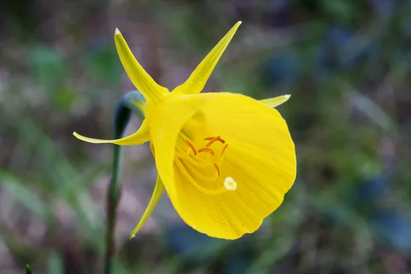 Hoop petticoat daffodil — Stock Photo, Image