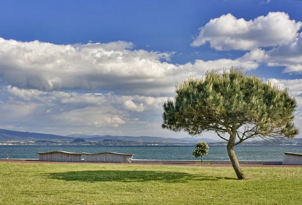 Stone pine and clouds — Stock Photo, Image