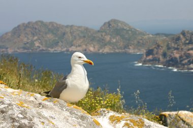 martı larus cachinnans