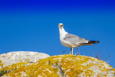 Yellow legged seagull, Larus cachinnans, watching over the top of a rock