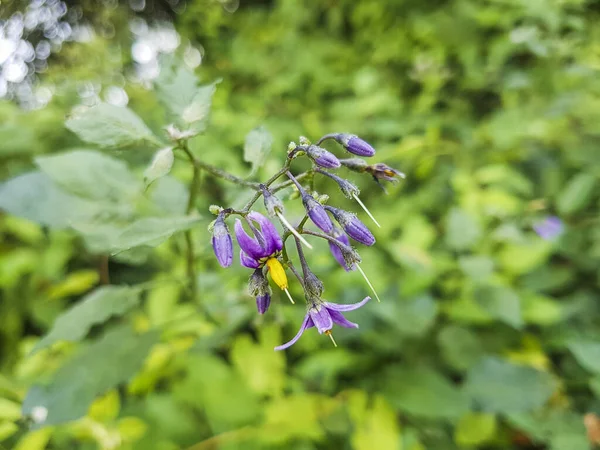 Bittersweet Nightshade Blue Bindweed Solanum Dulcamarra Growimg Galicia Spain — Foto de Stock