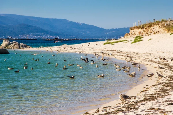 Seagulls Flock Beach Areoso Island — Foto Stock