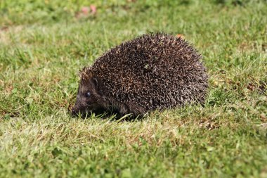 Hedgehog3