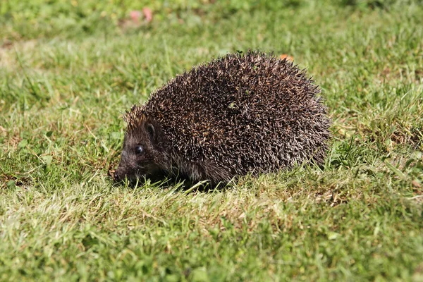 Hedgehog3 — Zdjęcie stockowe