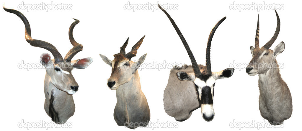 Stuffed antelopes