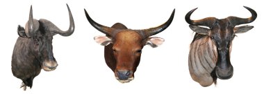 doldurulmuş buffalo kafası