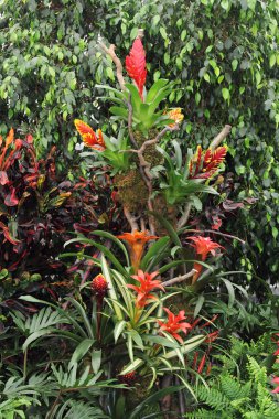 Guzmania conifera