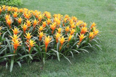 sarı çiçek guzmania